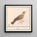 Alouette Alaudidae - Anselmus Botius de Boodt — indrammet kunstværk på væggen