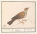 Alouette Alaudidae - Anselmus Botius de Boodt — visning af kunstværket