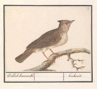 Alouette huppée Galerida cristata - Anselmus Botius de Boodt
