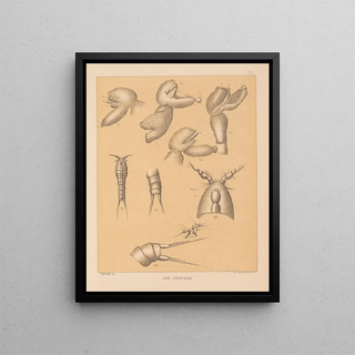 Alpheus Spring Packard - The cave fauna of North America Pl 01.webp