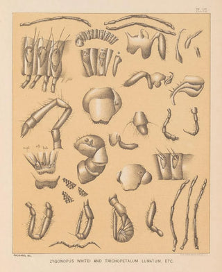 Alpheus Spring Packard - The cave fauna of North America Pl 07.webp