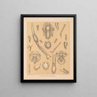 Alpheus Spring Packard - The cave fauna of North America Pl 11.webp