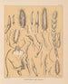 "La faune des grottes d'Amérique du Nord" Pl 19 - Alpheus Spring Packard — visning af kunstværket