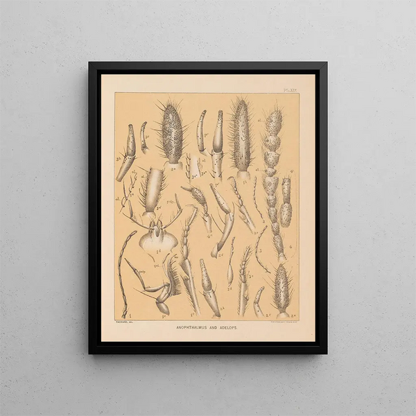 "La faune des grottes d'Amérique du Nord" Pl 19 - Alpheus Spring Packard — indrammet kunstværk på væggen
