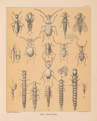 Alpheus Spring Packard - The cave fauna of North America Pl 20.webp