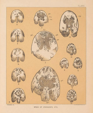 Alpheus Spring Packard - The cave fauna of North America Pl 26.webp