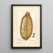 Reproduktion af maleriet Adansonia digitata - Amanda Almira Newton
