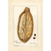 Reproduktion af maleriet Adansonia digitata - Amanda Almira Newton