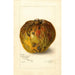 Annona reticulata - Amanda Almira Newton — visning af kunstværket