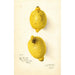 Citrus aurantiifolia - Amanda Almira Newton — visning af kunstværket