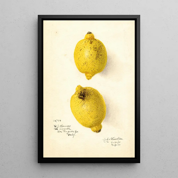 Citrus aurantiifolia - Amanda Almira Newton — indrammet kunstværk på væggen