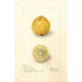 Citrus aurantiifolia Giant - Amanda Almira Newton — visning af kunstværket