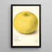Reproduktion af maleriet Citrus grandis 11668 Large - Amanda Almira Newton