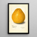 Reproduktion af maleriet Citrus grandis Chinese - Amanda Almira Newton