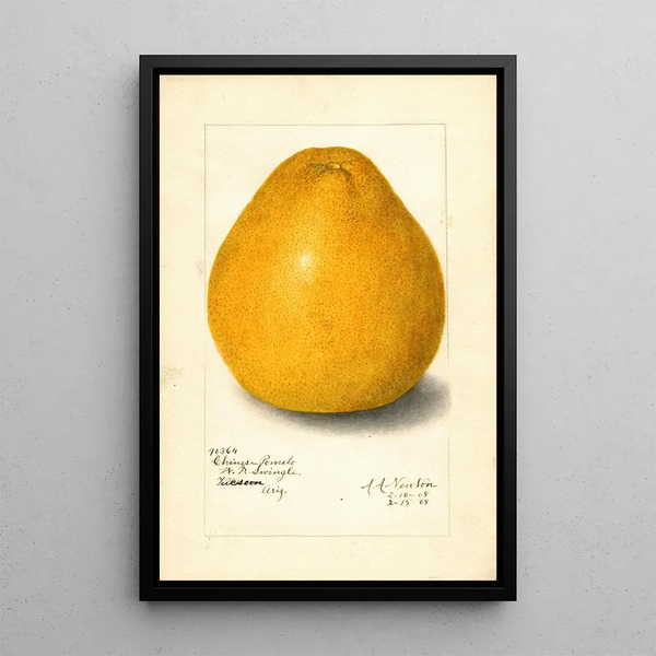 Reproduktion af maleriet Citrus grandis Chinese - Amanda Almira Newton