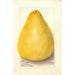 Citrus grandis Chinese Shaddock - Amanda Almira Newton — visning af kunstværket