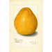 Reproduktion af maleriet Citrus grandis Chinese - Amanda Almira Newton