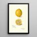 Reproduktion af maleriet Citrus limon - Amanda Almira Newton