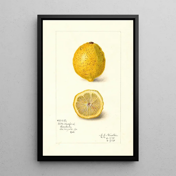 Reproduktion af maleriet Citrus limon - Amanda Almira Newton