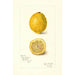 Reproduktion af maleriet Citrus limon - Amanda Almira Newton