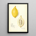 Reproduktion af maleriet Citrus limon Etrog - Amanda Almira Newton