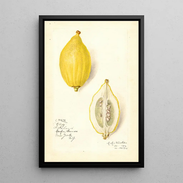 Reproduktion af maleriet Citrus limon Etrog - Amanda Almira Newton