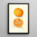Reproduktion af maleriet Citrus nobilis King - Amanda Almira Newton