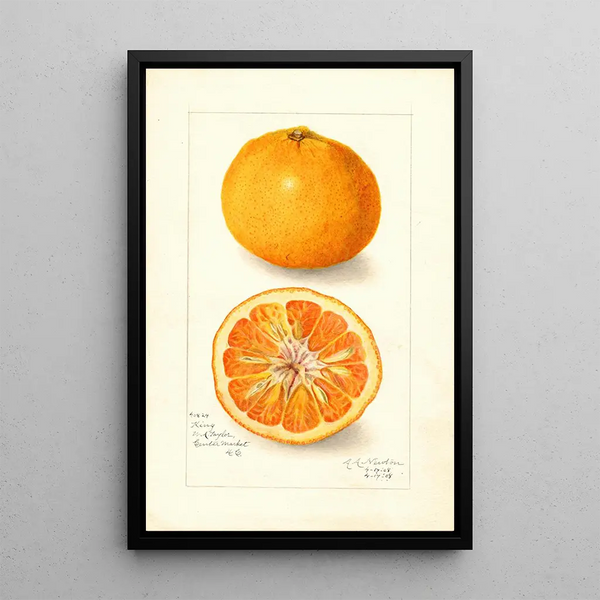 Reproduktion af maleriet Citrus nobilis King - Amanda Almira Newton