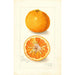 Reproduktion af maleriet Citrus nobilis King - Amanda Almira Newton