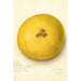 Citrus paradisi - Amanda Almira Newton — visning af kunstværket