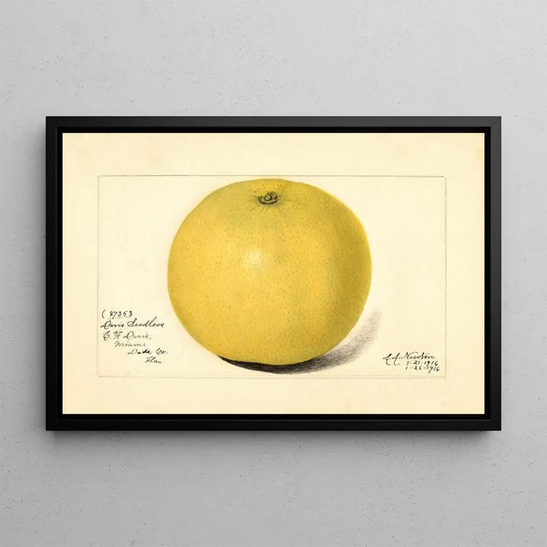 Citrus paradisi Davis Seedless - Amanda Almira Newton — indrammet kunstværk på væggen