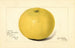 Citrus paradisi Davis Seedless - Amanda Almira Newton — visning af kunstværket