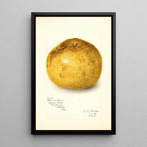 Reproduktion af maleriet Citrus paradisi Florida Late - Amanda Almira Newton