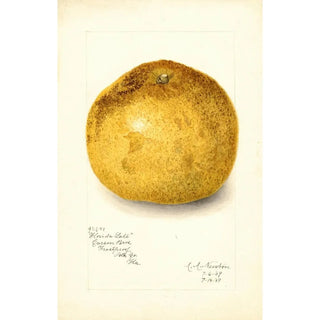 Amanda Almira Newton - Citrus paradisi Florida Late.webp