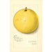 Citrus paradisi Inman - Amanda Almira Newton — visning af kunstværket