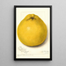 Reproduktion af maleriet Citrus paradisi Marsh Seedless - Amanda Almira Newton