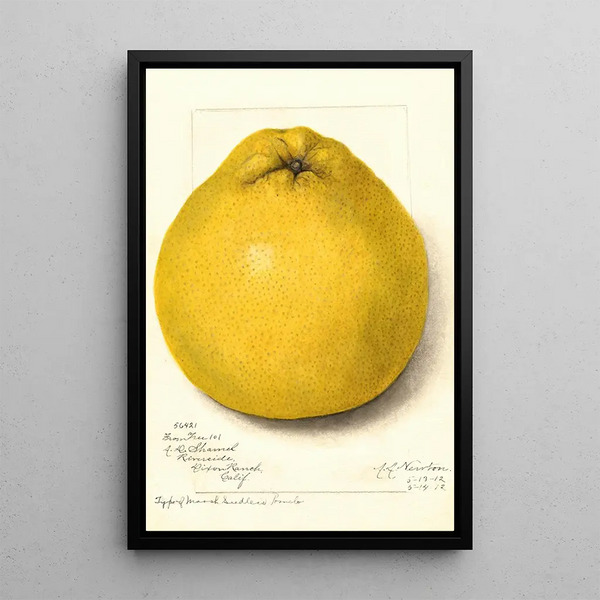 Reproduktion af maleriet Citrus paradisi Marsh Seedless - Amanda Almira Newton