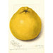 Reproduktion af maleriet Citrus paradisi Marsh Seedless - Amanda Almira Newton