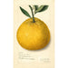 Citrus paradisi Natsumikan - Amanda Almira Newton — visning af kunstværket