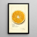 Reproduktion af maleriet Citrus paradisi Navel - Amanda Almira Newton