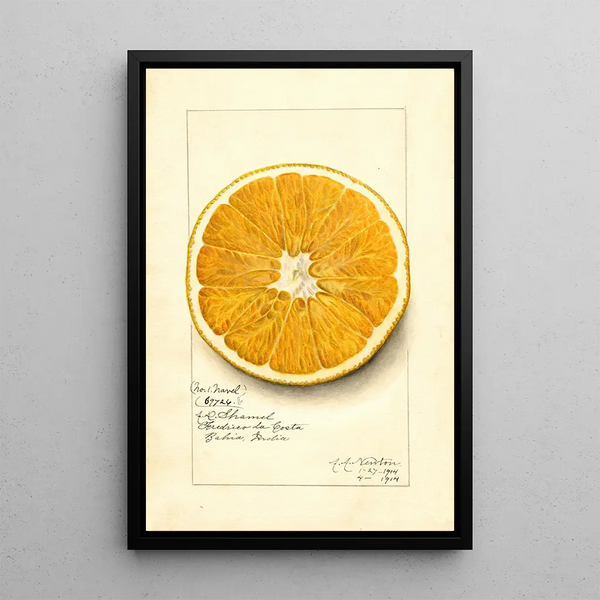 Reproduktion af maleriet Citrus paradisi Navel - Amanda Almira Newton