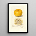 Reproduktion af maleriet Citrus sinensis Acida - Amanda Almira Newton