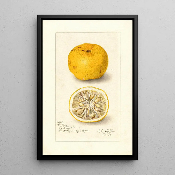 Reproduktion af maleriet Citrus sinensis Acida - Amanda Almira Newton