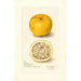 Reproduktion af maleriet Citrus sinensis Acida - Amanda Almira Newton