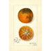 Reproduktion af maleriet Citrus sinensis Blood Tardiff - Amanda Almira Newton