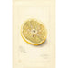 Citrus sinensis Ichang - Amanda Almira Newton — visning af kunstværket