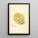 Citrus sinensis Ichang - Amanda Almira Newton — indrammet kunstværk på væggen