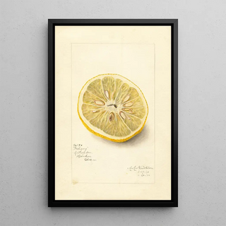 Amanda Almira Newton - Citrus sinensis Ichang.webp