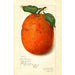 Citrus sinensis New - Amanda Almira Newton — visning af kunstværket