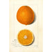 Citrus sinensis Thompson Improved Navel - Amanda Almira Newton — visning af kunstværket